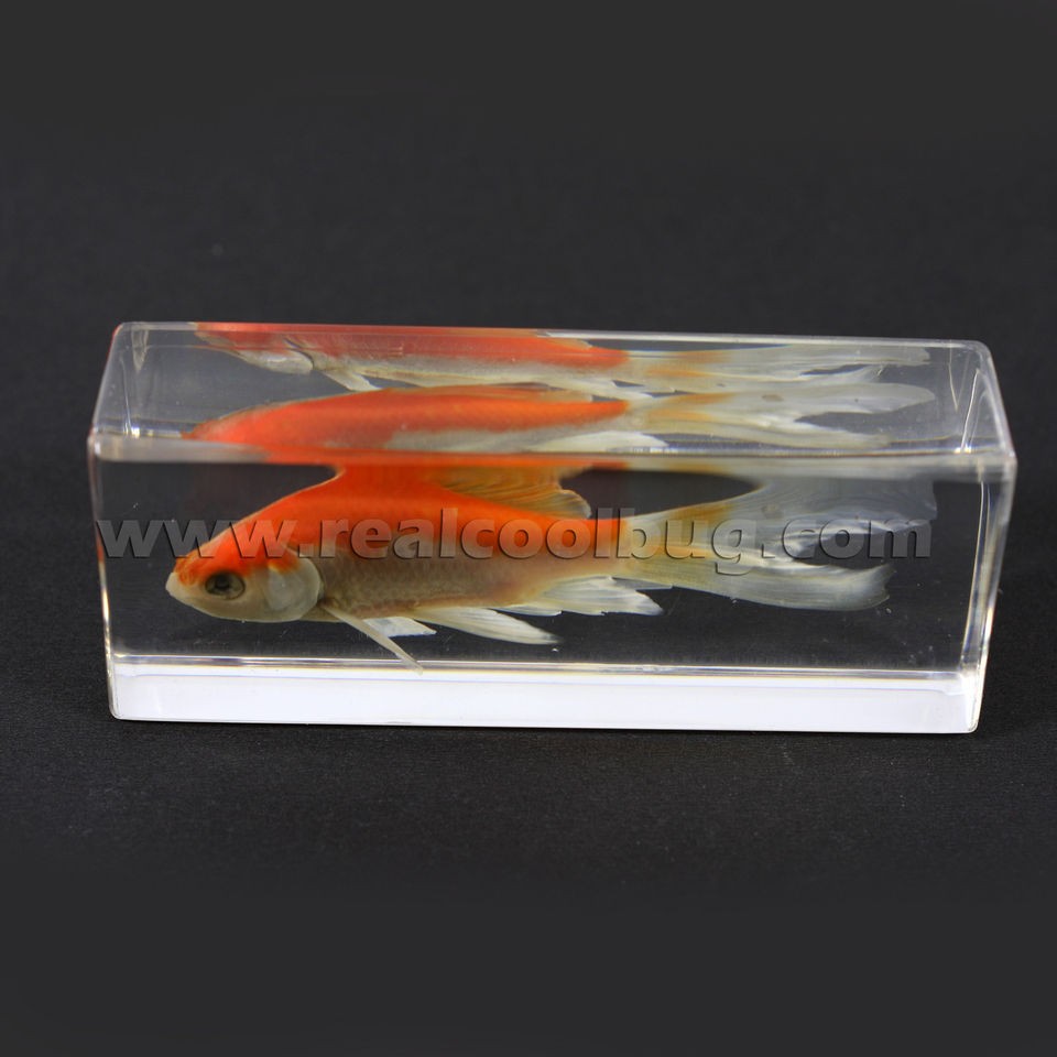 Real Common Goldfish Specimen Paperweight Large Size Fish Paperweight