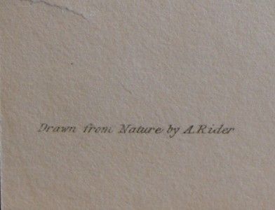 Alexander Wilson H C Antique Bird Print White Hawk