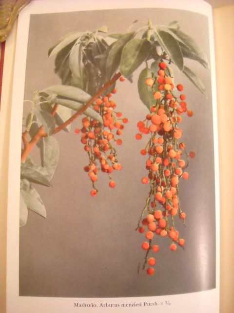 1935 McMinn Illustrated Manual of Pacific Coast Trees