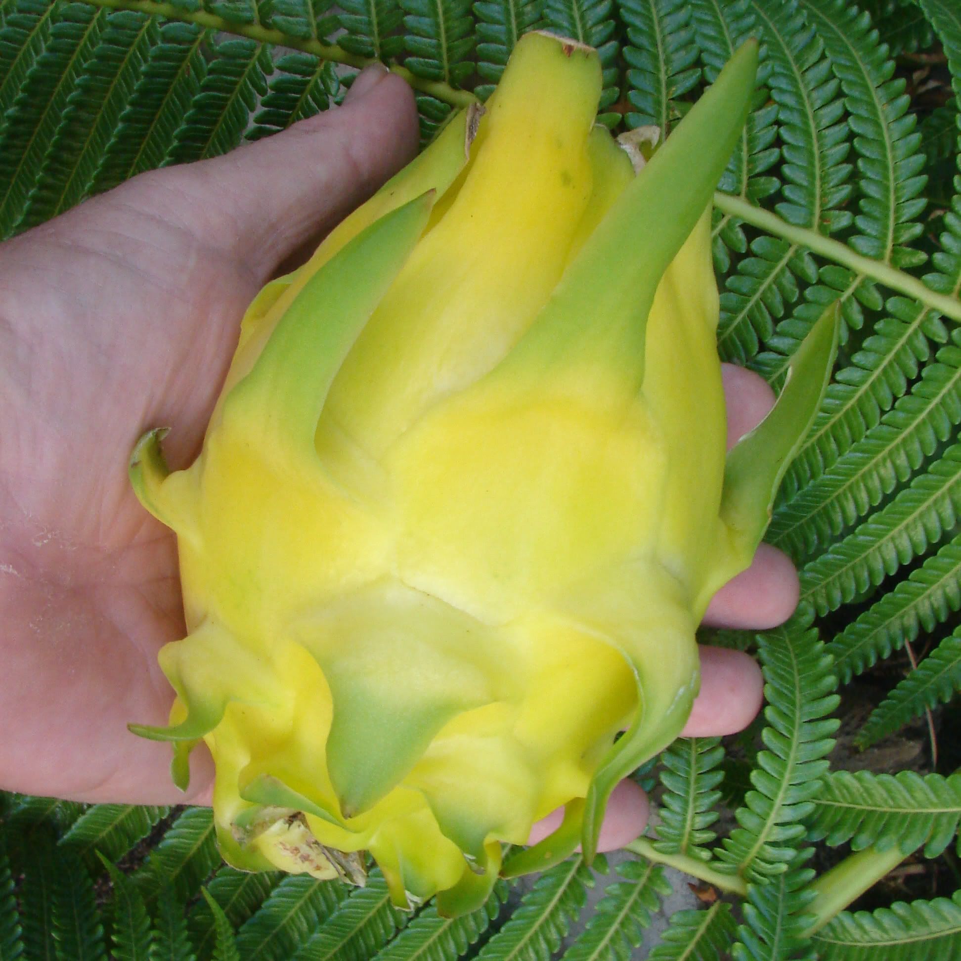   Golden Dragon Fruit Pitaya Cactus Vine Yellow Skin White Flesh