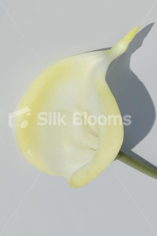 Colour Tipped Calla Lily, Artificial Colourful Lilies, Real Touch, All 