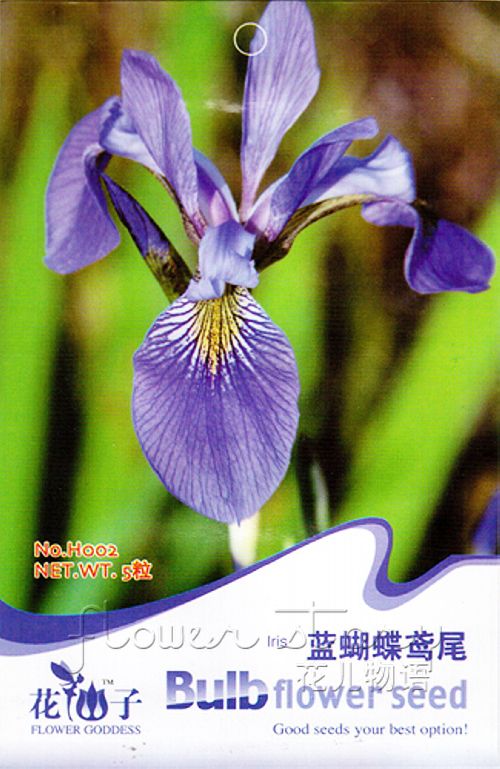 Pack 5 Flower Seeds Blue Butterfly Iris Popular Garden Plant