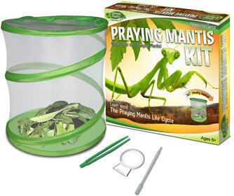 Praying Mantis Green Earth Insect Life Cycle Habitat