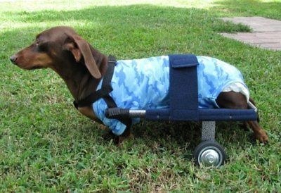 DOG CART WHEELCHAIR VETS, RESUES REHAPS BUY FROM US, DOXIE LHASA APSO